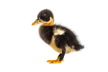 Image showing A black duckling isolated on a white background