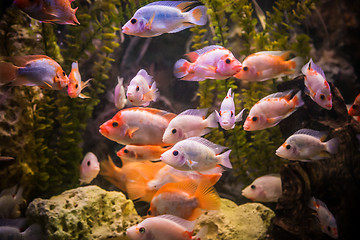 Image showing Ttropical freshwater aquarium with fishes