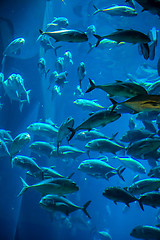 Image showing Aquarium tropical fish on a coral reef