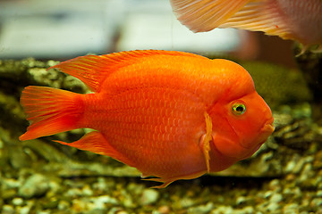 Image showing Tropical freshwater aquarium