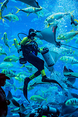 Image showing Huge aquarium in Dubai. Diver feeding fishes.