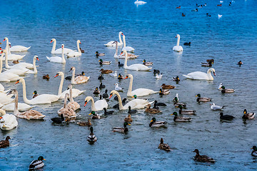 Image showing A lot of ducks, swans on the lake