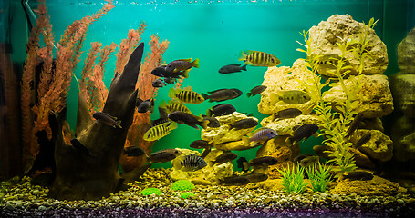 Image showing Ttropical freshwater aquarium with fishes