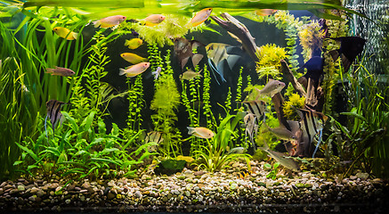 Image showing Ttropical freshwater aquarium with fishes