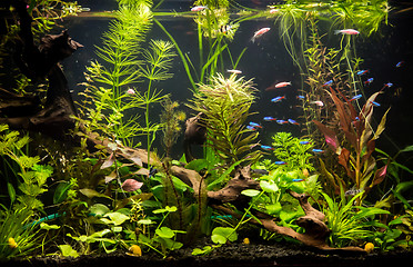 Image showing Ttropical freshwater aquarium with fishes