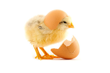 Image showing The yellow small chicks with an egg