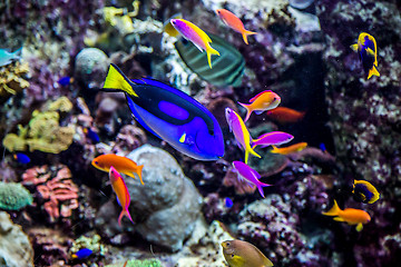 Image showing Aquarium tropical fish on a coral reef