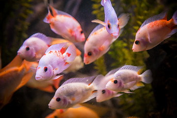 Image showing Ttropical freshwater aquarium with fishes