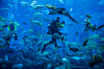 Image showing Huge aquarium in Dubai. Diver feeding fishes.