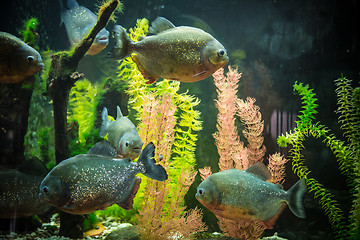 Image showing Shoal of tropical piranha fishes in freshwater aquarium