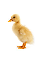 Image showing A yellow duckling isolated on a white background