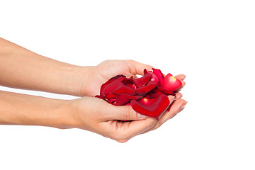 Image showing Red rose petals in woman's hand