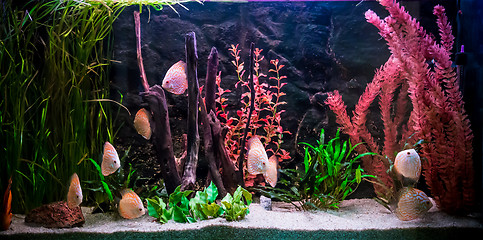 Image showing Ttropical freshwater aquarium with fishes