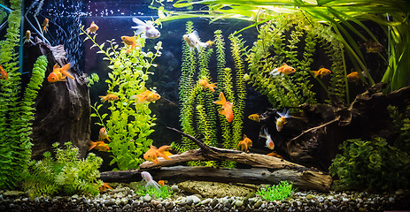 Image showing Ttropical freshwater aquarium with fishes