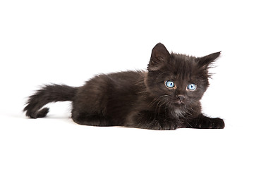 Image showing Cute black kitten on  a white background