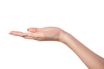 Image showing Open palm hand gesture of Female hand