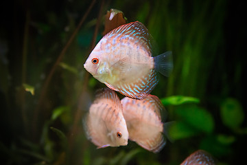 Image showing Ttropical freshwater aquarium with fishes