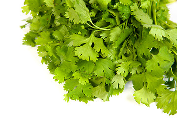 Image showing Parsley tied in a bunch with twine isolated