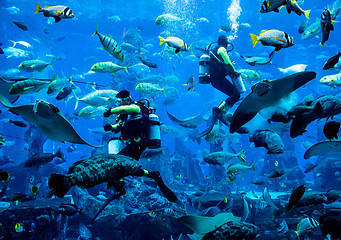 Image showing Huge aquarium in Dubai. Diver feeding fishes.