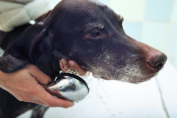 Image showing Washing of the dog