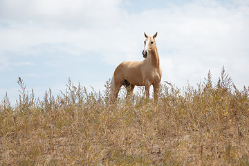 Image showing Horse