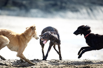 Image showing Dog fight