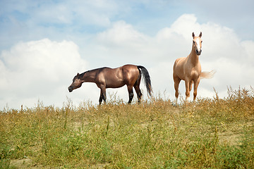 Image showing Two horses