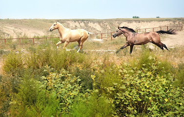 Image showing Running horse