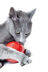 Image showing Cat with Christmas toy