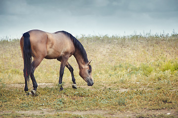 Image showing Horse