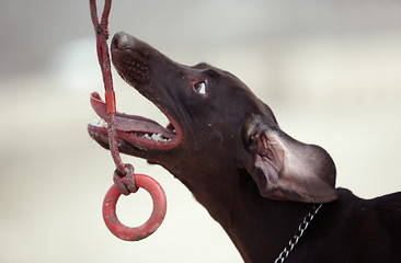 Image showing Dog and toy