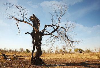 Image showing Dead tree