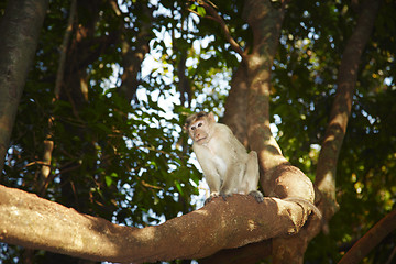 Image showing Wild monkey