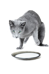 Image showing Russian blue cat