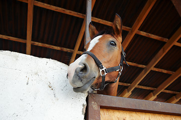 Image showing Horse