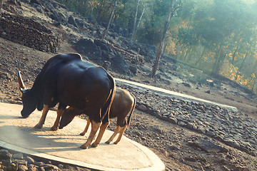 Image showing Two buffalo cows