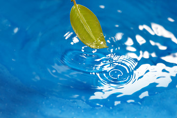 Image showing Leaf and water