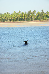 Image showing Swimming dog