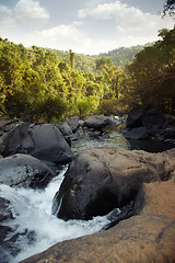 Image showing Jungle