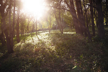 Image showing Sun in the forest