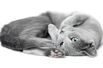 Image showing Russian blue cat