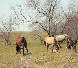 Image showing Browsing horses