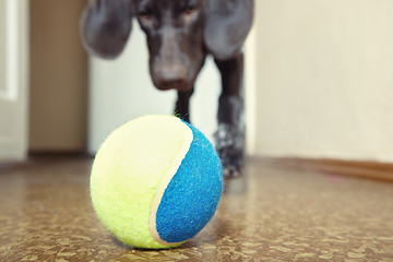 Image showing Dog and ball