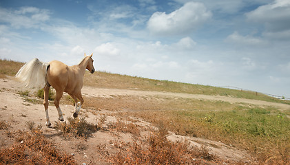 Image showing Running horse