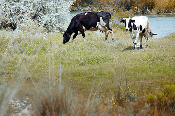 Image showing Two cows