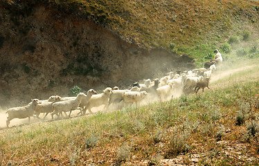 Image showing Sheep