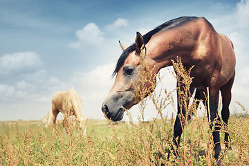 Image showing Horses