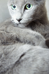 Image showing Russian blue cat