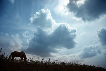 Image showing Horse at the dark sunset