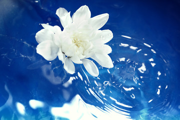 Image showing Flower on the water